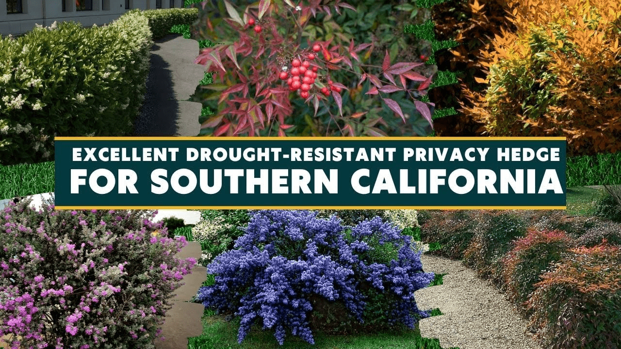 best privacy hedges for southern california