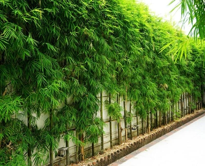 privacy trees california
