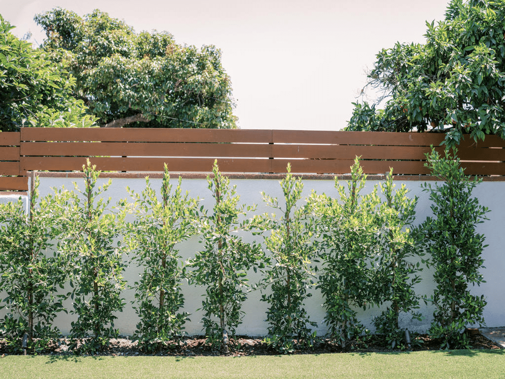 italian cypress privacy wall