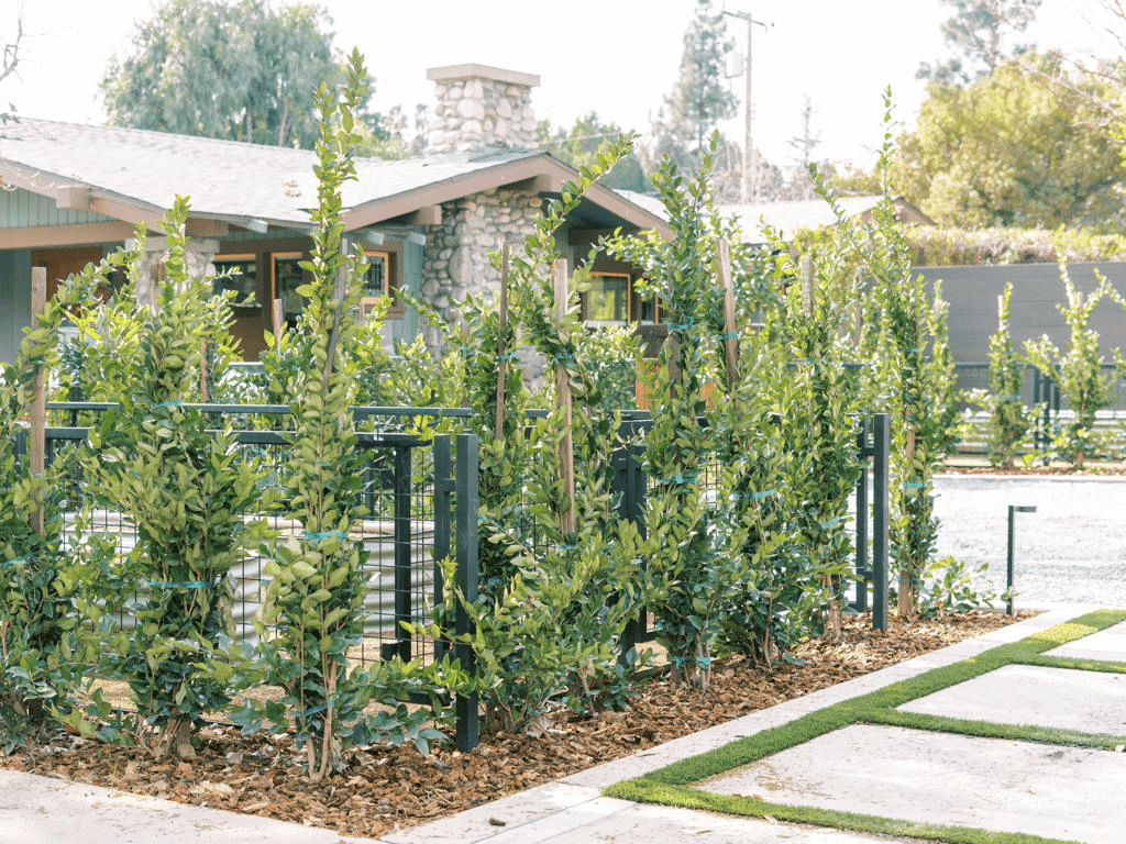 fast growing privacy shrubs