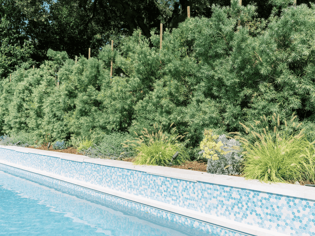 best plants for privacy hedge