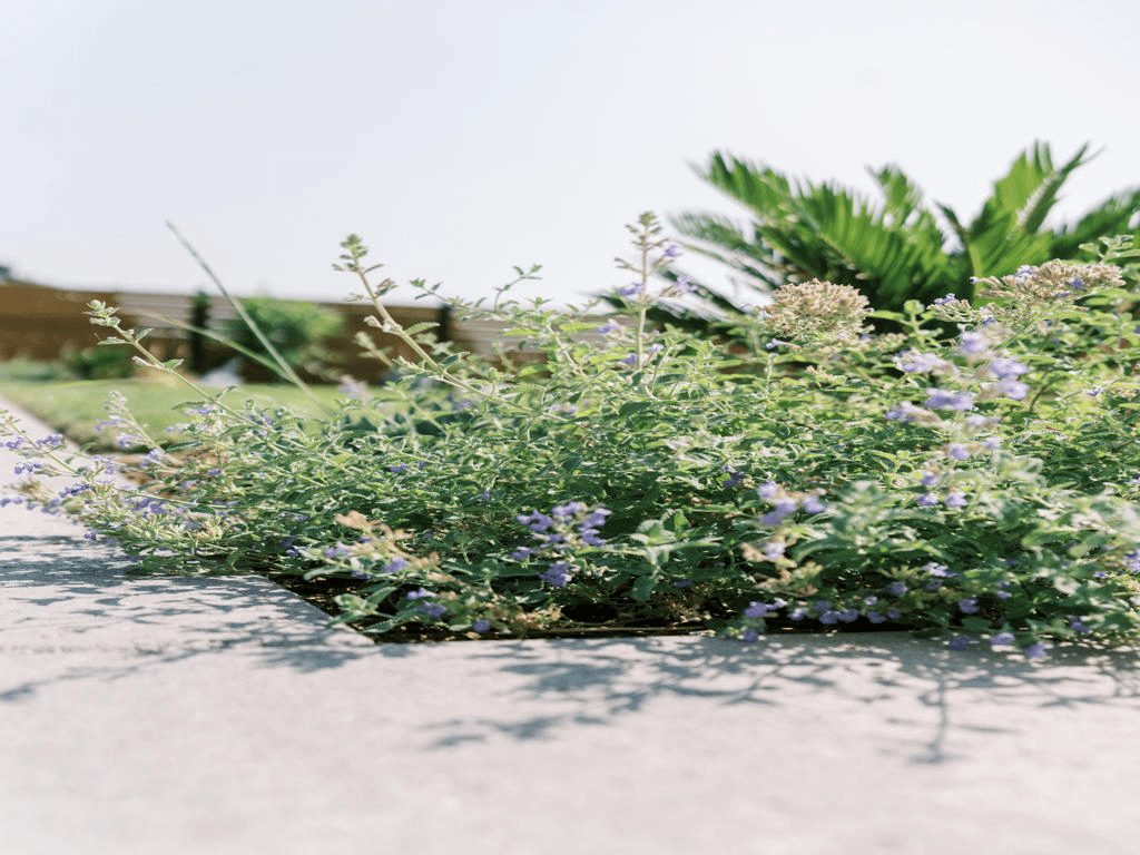 Glendale landscaping