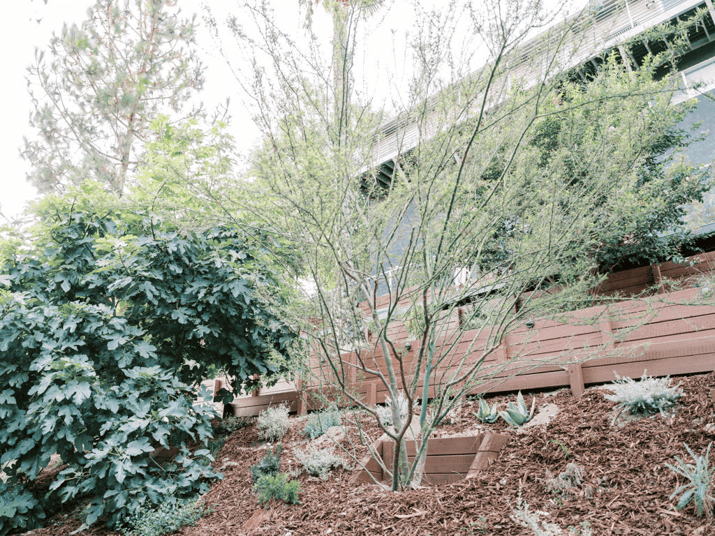 Native plants and drought-tolerant landscaping in a Glendale, CA garden